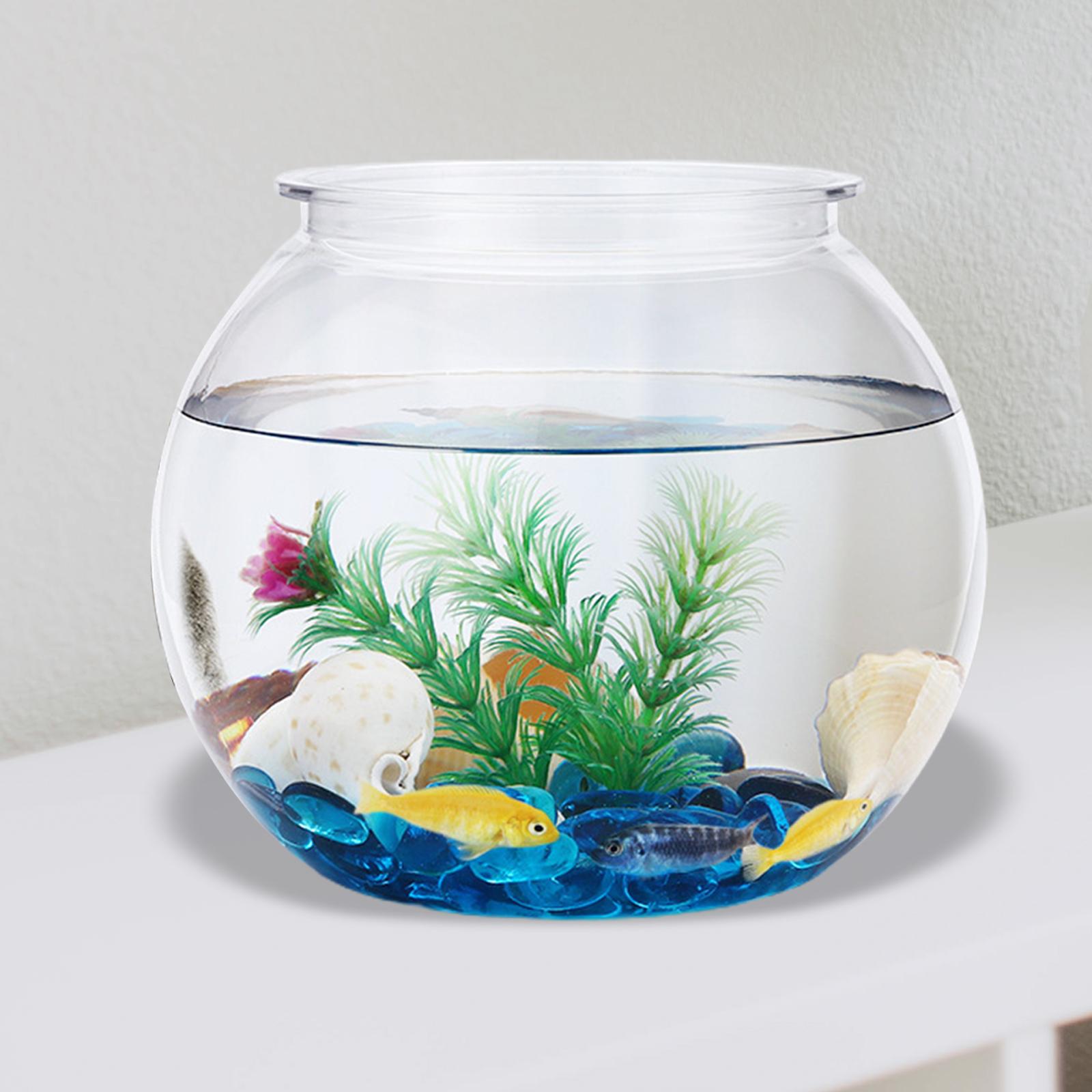 Planted Aquarium Bowl - Petits Poissons Transparents, Précieux, Décoratifs, DIY,