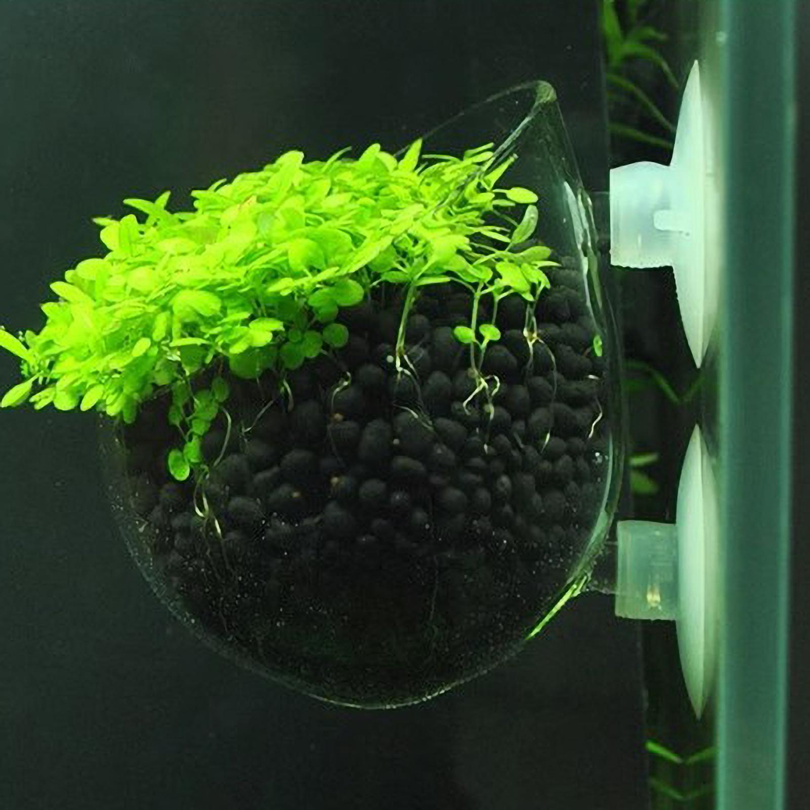 Planted Aquarium Aquascape - Support pour plantes d'aquarium en verre