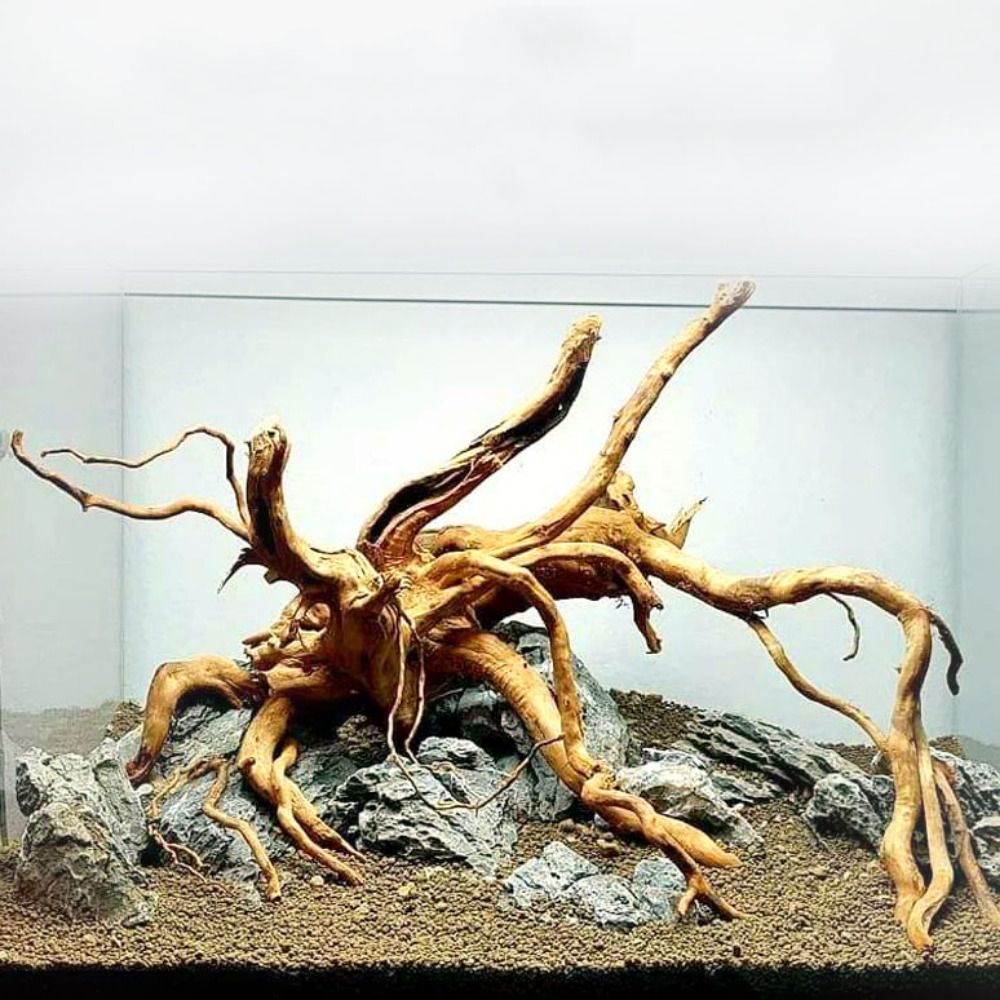 Planted Aquarium Bowl - Bois flotté naturel de 20-25 cm