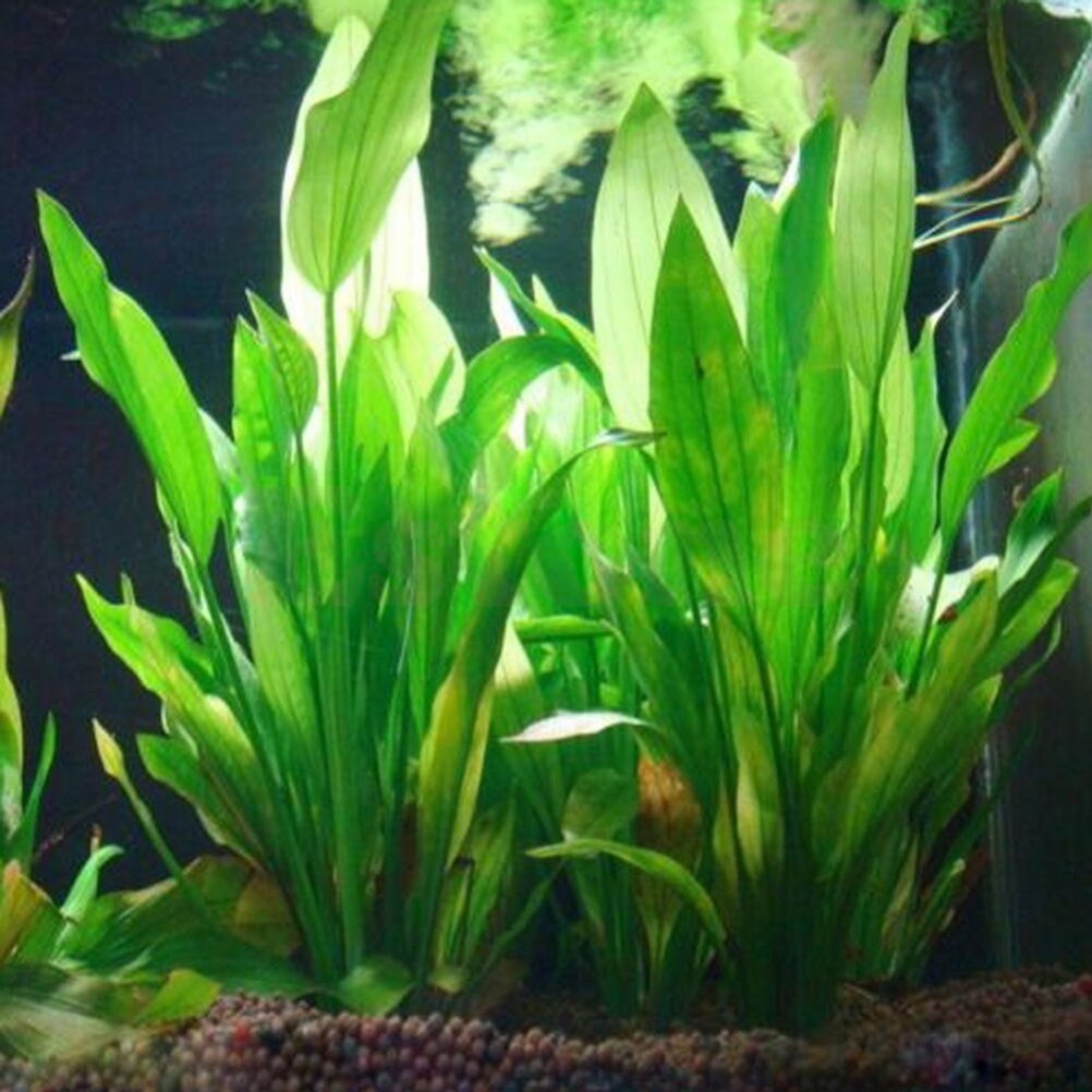 Aquarium Plant Grass - Plantes artificielles décoratives pour aquarium, ornement