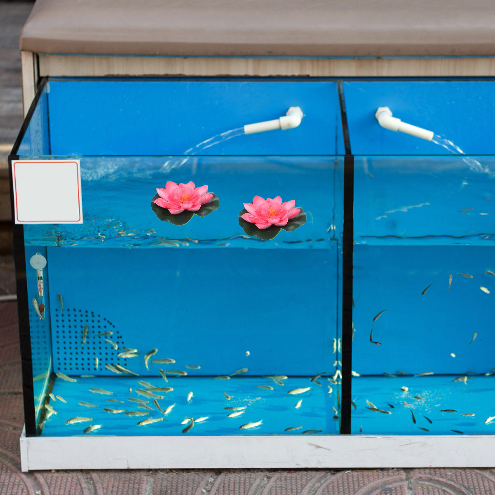 12 pièces de fleurs de lotus a - Aquarium Planting avis et prix