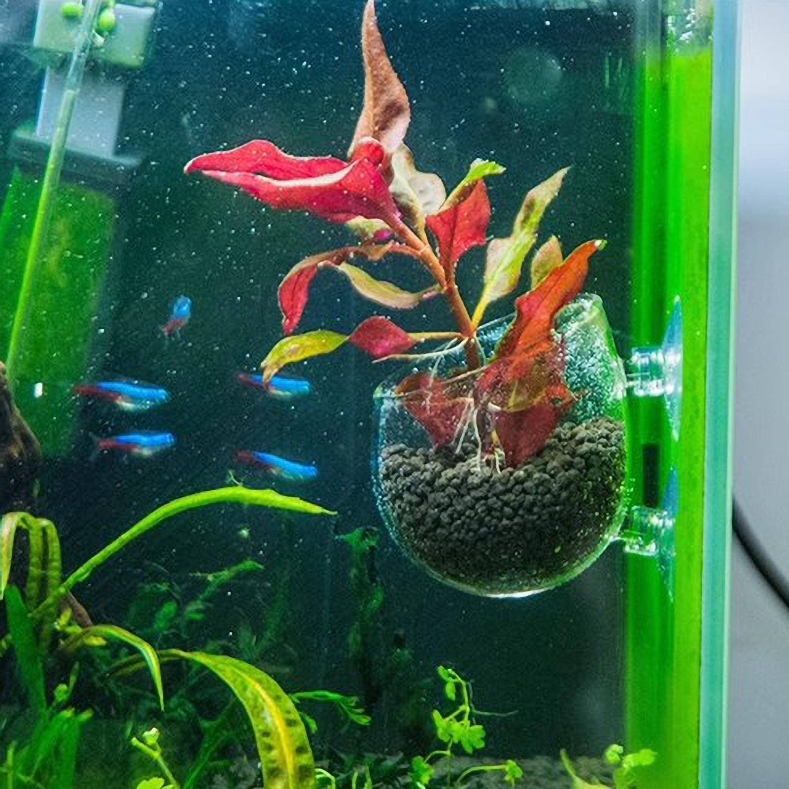 Support pour plantes d'aquariu - Planted Aquarium Aquascape avis et prix