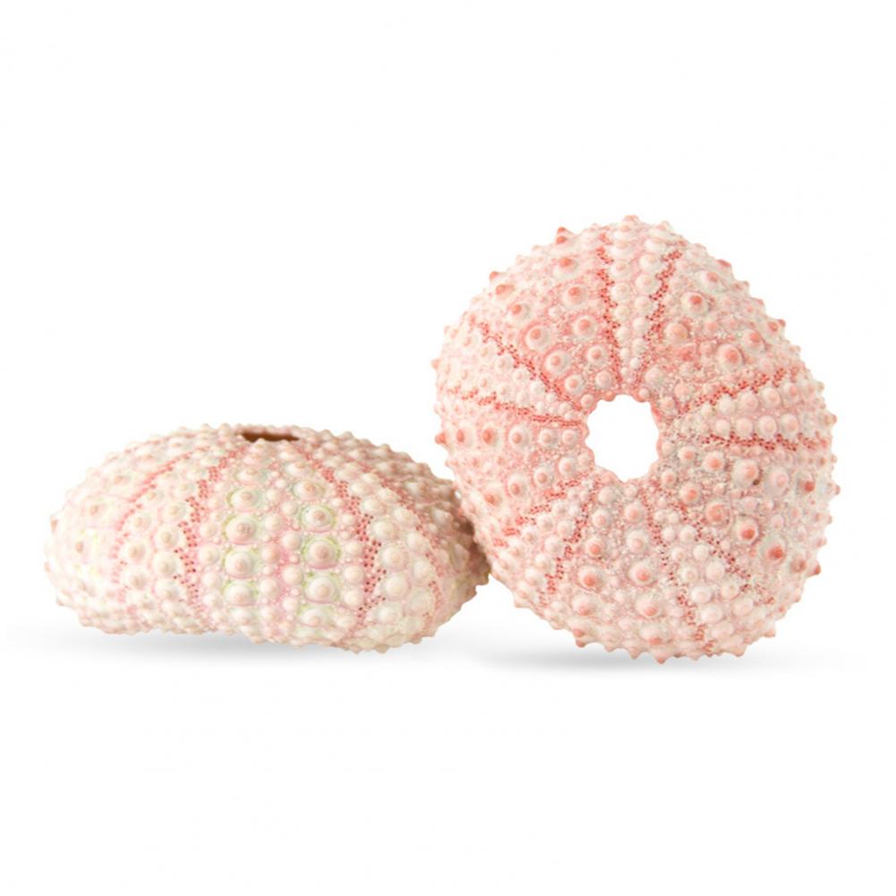 Coquille de mer 5cm-6cm, ornem - Planted Aquarium Air Stone avis et prix