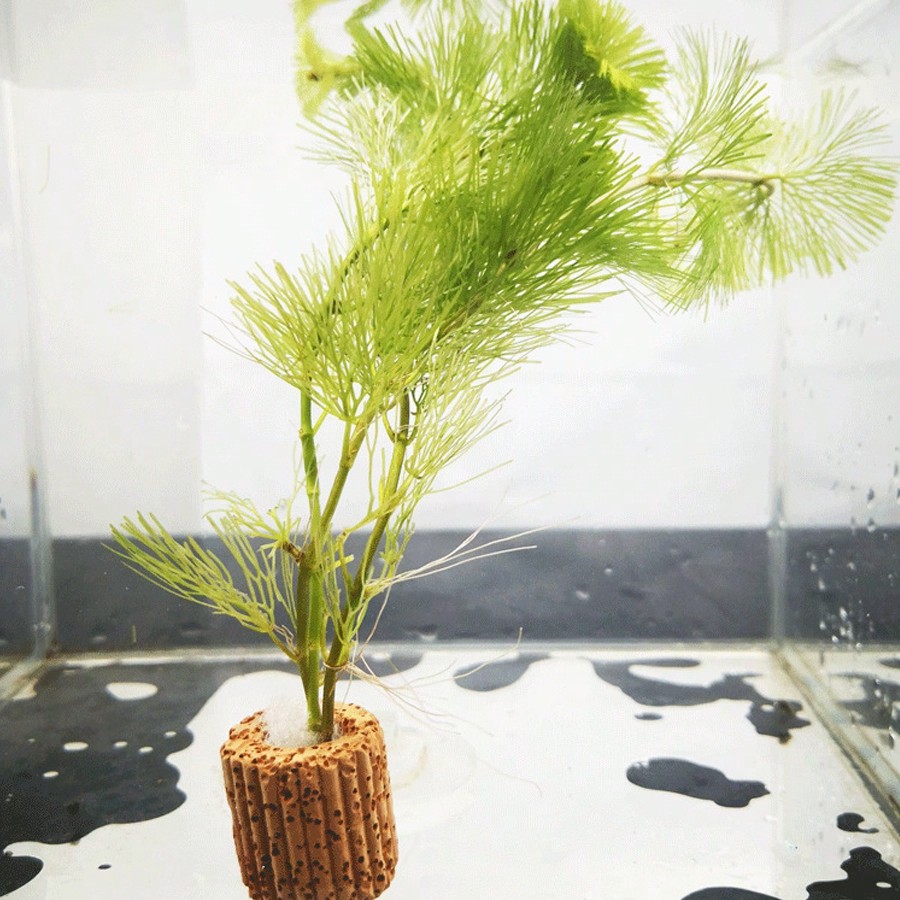 Anneaux de Fixation pour plant - Planted Aquarium Aquascape avis et prix