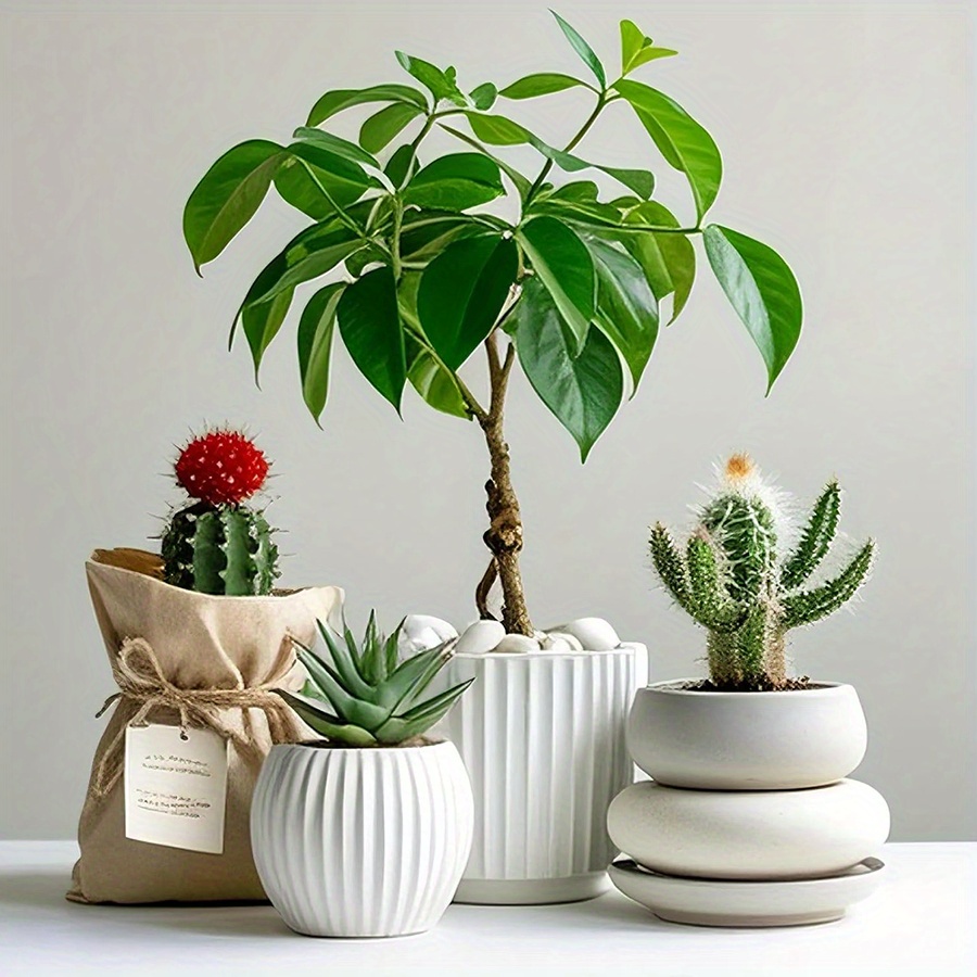 Cerfsets naturels blancs haute - Aquarium Planting avis et prix