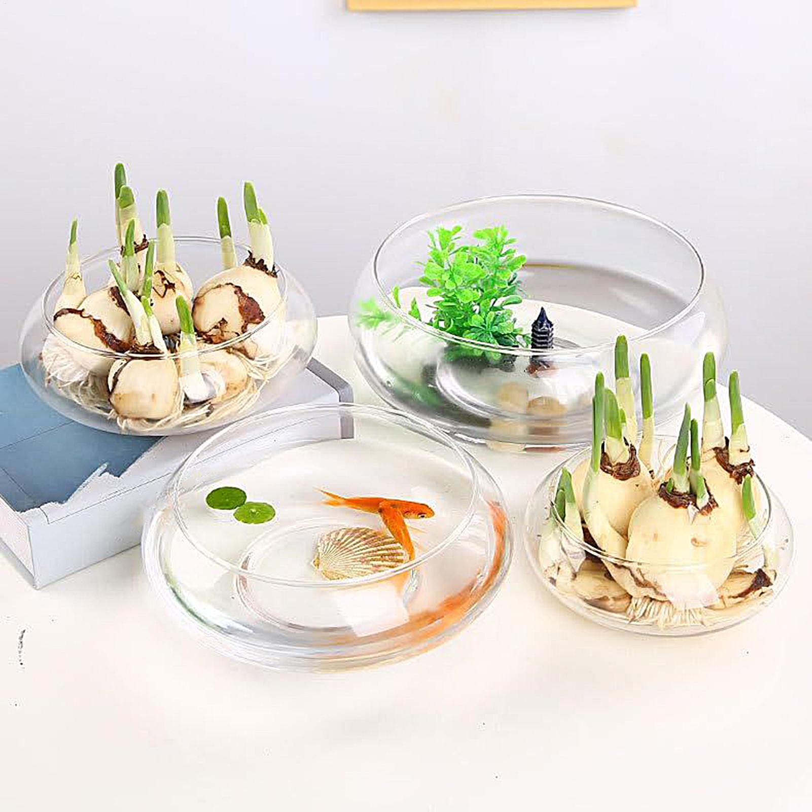 Grand bol en verre pour poisso - Planted Aquarium Bowl avis et prix