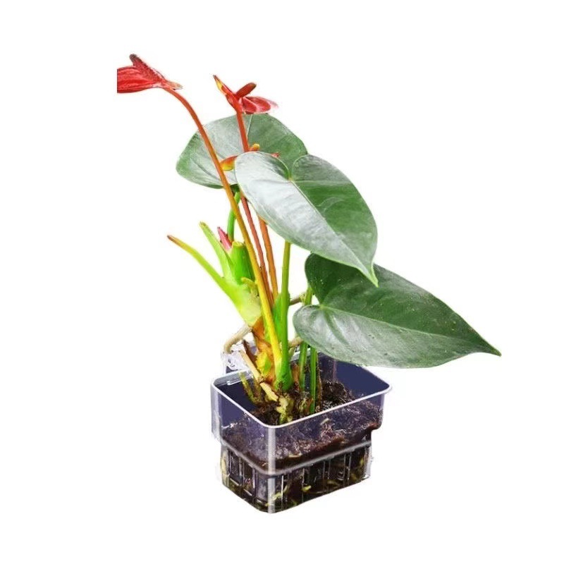 Panier de plantation hydroponi - Aquarium Plant Grass avis et prix